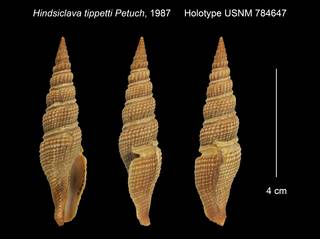 To NMNH Extant Collection (Hindsiclava tippetti Holotype USNM 784647)