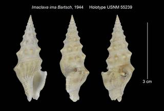 To NMNH Extant Collection (Imaclava ima Holotype USNM 55239)