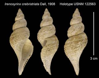 To NMNH Extant Collection (Irenosyrinx crebristriata Holotype USNM 122563)