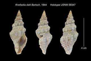 To NMNH Extant Collection (Knefastia dalli Holotype USNM 59347)
