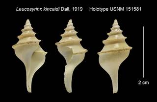 To NMNH Extant Collection (Leucosyrinx kincaidi Holotype USNM 151581)