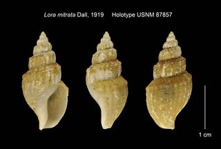 To NMNH Extant Collection (Lora mitrata Holotype USNM 87857)