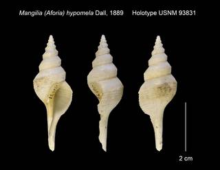 To NMNH Extant Collection (Mangilia (Aforia) hypomela Holotype USNM 93831)