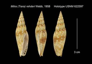 To NMNH Extant Collection (Mitra (Tiara) rehderi Holotype USNM 622597)