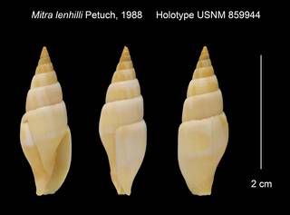 To NMNH Extant Collection (Mitra lenhilli Holotype USNM 859944)