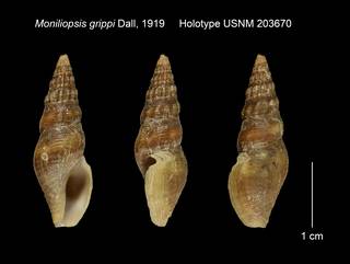 To NMNH Extant Collection (Moniliopsis grippi Holotype USNM 203670)
