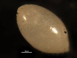 To NMNH Paleobiology Collection (Ellipsoglandulina cubensis CC23407)