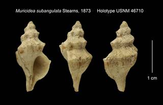To NMNH Extant Collection (Muricidea subangulata Holotype USNM 46710)