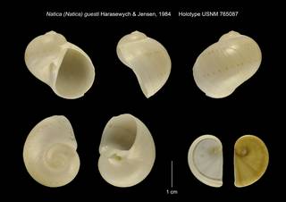 To NMNH Extant Collection (Natica (Natica) guesti Holotype USNM 765087)