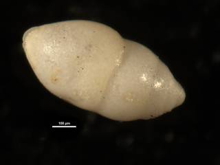 To NMNH Paleobiology Collection (Ellipsoglandulina principiensis CC23408)