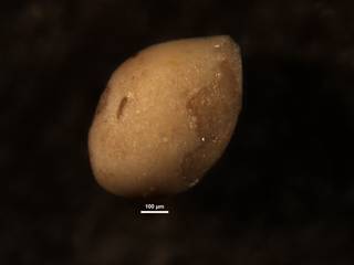 To NMNH Paleobiology Collection (Ellipsoglandulina subobesa 369607)