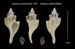 To NMNH Extant Collection (Neptunea ithitoma Holotype USNM 222623)