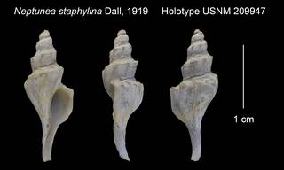 To NMNH Extant Collection (Neptunea staphylina Holotype USNM 209947)