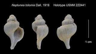 To NMNH Extant Collection (Neptunea tolomia Holotype USNM 222441)
