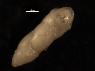 To NMNH Paleobiology Collection (Ellipsoidella pleurostomelloides 369608)
