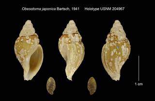 To NMNH Extant Collection (Obesotoma japonica Holotype USNM 204967)
