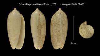 To NMNH Extant Collection (Oliva (Strephona) bayeri Holotype USNM 894861)