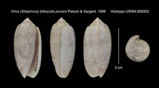 To NMNH Extant Collection (Oliva (Strephona) bifasciata jenseni Holotype USNM 859302)