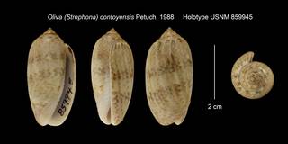 To NMNH Extant Collection (Oliva (Strephona) contoyensis Holotype USNM 859945)
