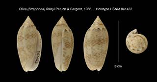 To NMNH Extant Collection (Oliva (Strephona) finlayi Holotype USNM 841432)