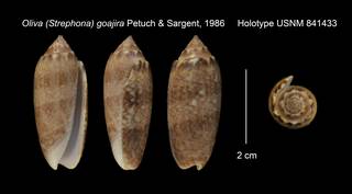 To NMNH Extant Collection (Oliva (Strephona) goajira Holotype USNM 841433)