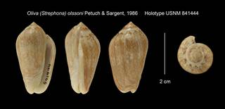 To NMNH Extant Collection (Oliva (Strephona) olssoni Holotype USNM 841444)