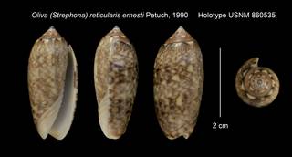 To NMNH Extant Collection (Oliva (Strephona) reticularis ernesti Holotype USNM 860535)
