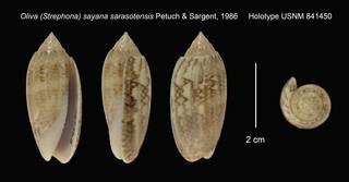 To NMNH Extant Collection (Oliva (Strephona) sayana sarasotensis Holotype USNM 841450)