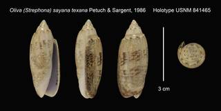 To NMNH Extant Collection (Oliva (Strephona) sayana texana Holotype USNM 841465)