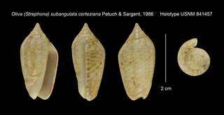 To NMNH Extant Collection (Oliva (Strephona) subangulata corteziana Holotype USNM 841457)