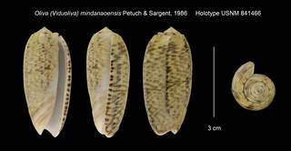 To NMNH Extant Collection (Oliva (Viduoliva) mindanaoensis Holotype USNM 841466)