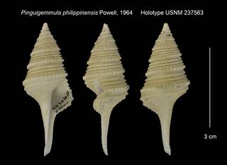 To NMNH Extant Collection (Pinguigemmula philippinensis Holotype USNM 237563)