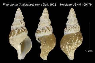 To NMNH Extant Collection (Pleurotoma (Antiplanes) piona Holotype USNM 109179)