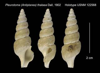 To NMNH Extant Collection (Pleurotoma (Antiplanes) thalaea Holotype USNM 122568)