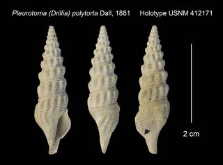 To NMNH Extant Collection (Pleurotoma (Drillia) polytorta Holotype USNM 412171)
