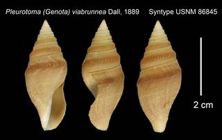 To NMNH Extant Collection (Pleurotoma (Genota) viabrunnea Syntype USNM 86845)