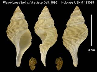 To NMNH Extant Collection (Pleurotoma (Steiraxis) aulaca Holotype USNM 123099)