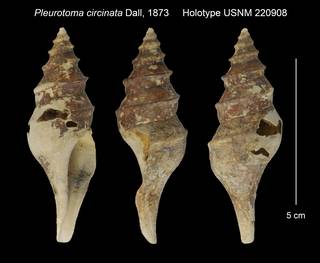 To NMNH Extant Collection (Pleurotoma circinata Holotype USNM 220908)