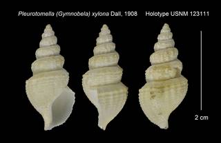 To NMNH Extant Collection (Pleurotomella (Gymnobela) xylona Holotype USNM 123111)