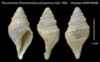 To NMNH Extant Collection (Pleurotomella (Pleurotomella) polystephanus Holotype USNM 96498)