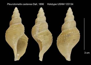 To NMNH Extant Collection (Pleurotomella castanea Holotype USNM 123134)