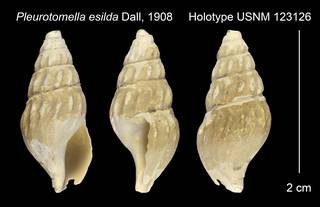To NMNH Extant Collection (Pleurotomella esilda Holotype USNM 123126)
