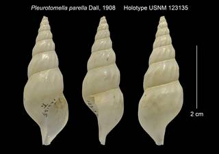 To NMNH Extant Collection (Pleurotomella parella Holotype USNM 123135)