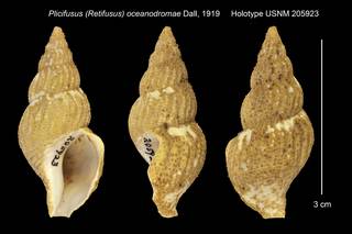 To NMNH Extant Collection (Plicifusus (Retifusus) oceanodromae Holotype USNM 205923)