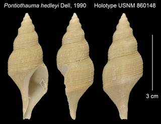 To NMNH Extant Collection (Pontiothauma hedleyi Holotype USNM 860148)