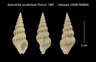 To NMNH Extant Collection (Splendrillia sunderlandi Holotype USNM 859800)