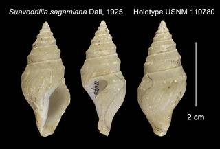 To NMNH Extant Collection (Suavodrillia sagamiana Holotype USNM 110780)