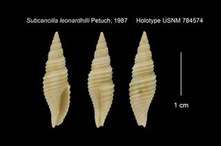 To NMNH Extant Collection (Subcancilla leonardhilli Holotype USNM 784574)