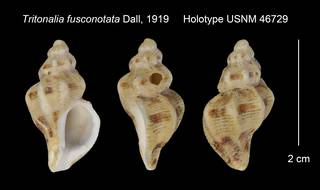 To NMNH Extant Collection (Tritonalia fusconotata Holotype USNM 46729)