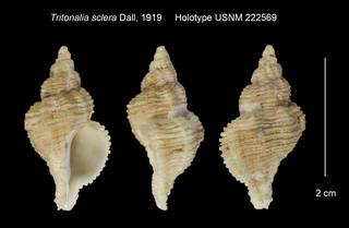 To NMNH Extant Collection (Tritonalia sclera Holotype USNM 222569)